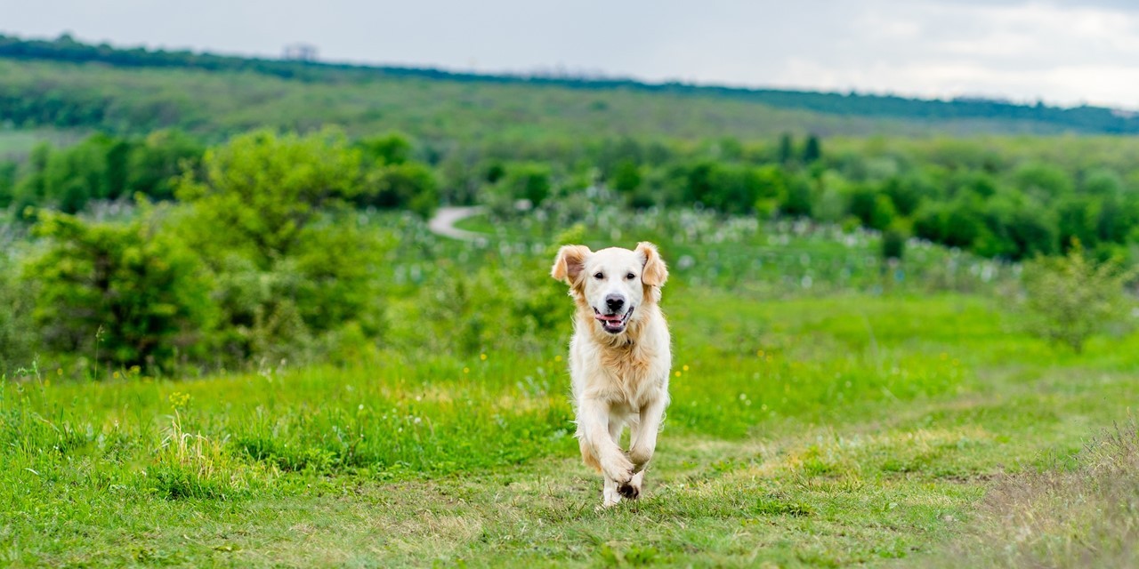 actieve hond op heide.jpg