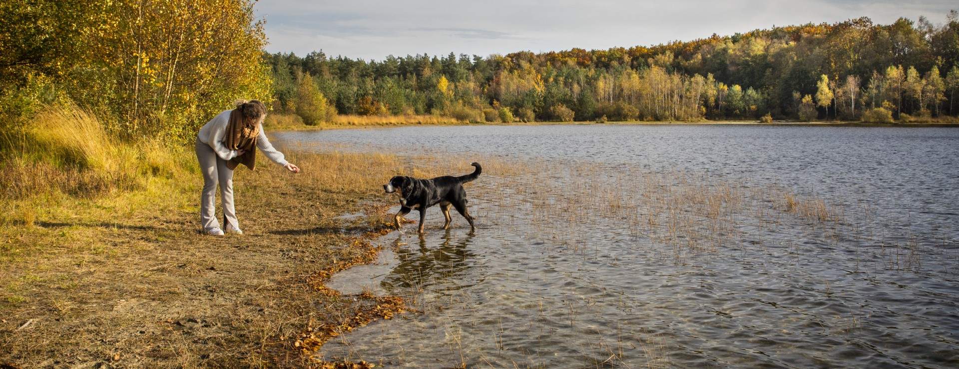 Hond Canadameer.jpg