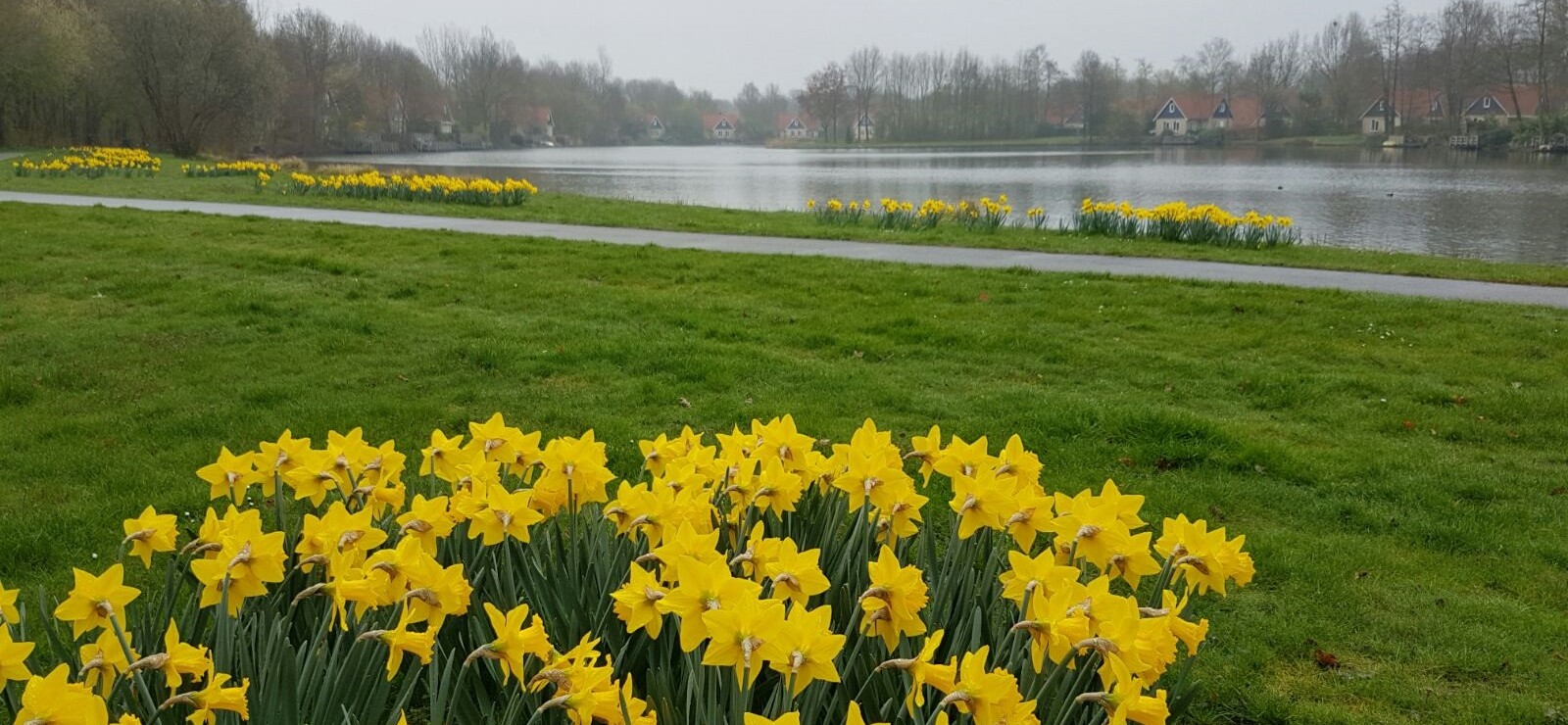 20170329 narcissen.jpg