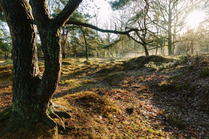 Winter-Timmerholt-Bos.jpg