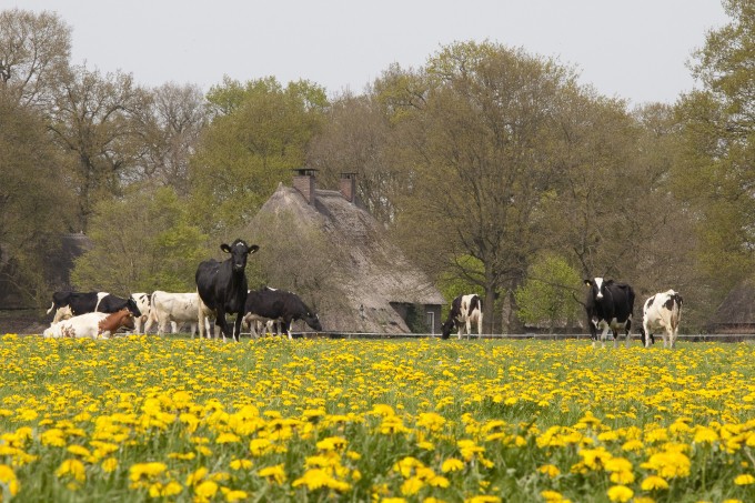 Hemelvaart-Timmerholt-Bloemen.jpg