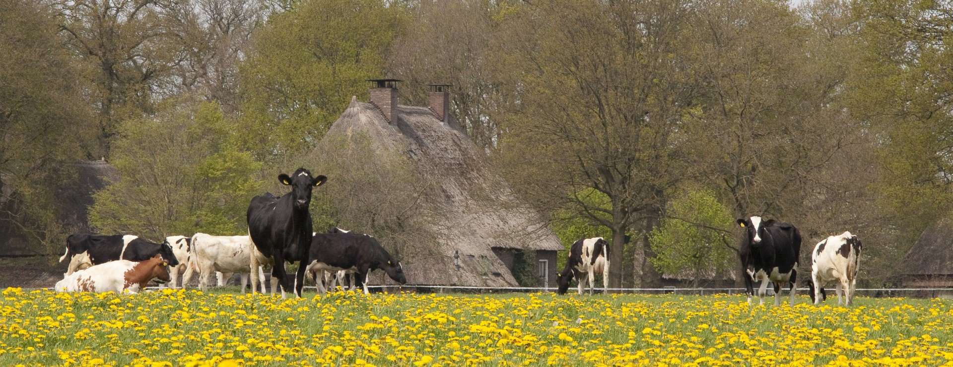 Hemelvaart-Timmerholt-Bloemen.jpg