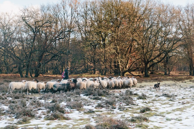 Winter-Timmerholt-Schaapskudde.jpg