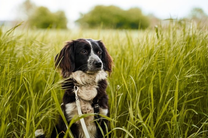 hond in gras.jpg