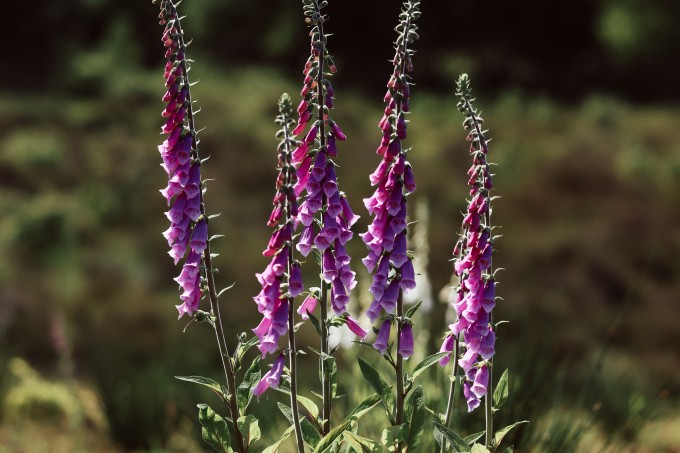 Hemelvaart-Timmerholt-Lupine.jpg