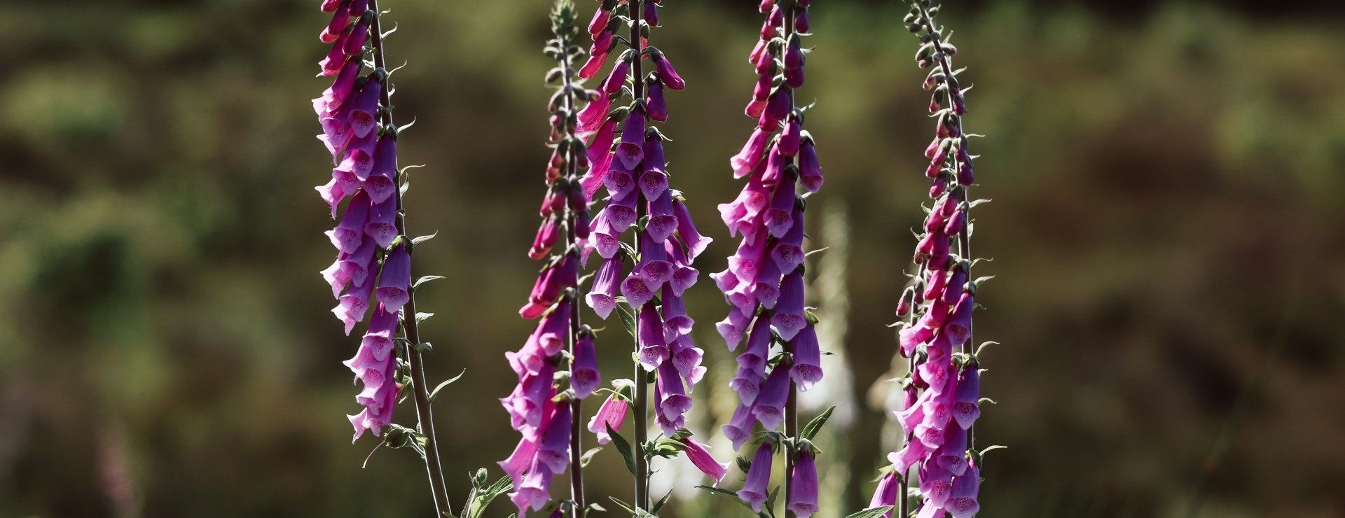 Hemelvaart-Timmerholt-Lupine.jpg
