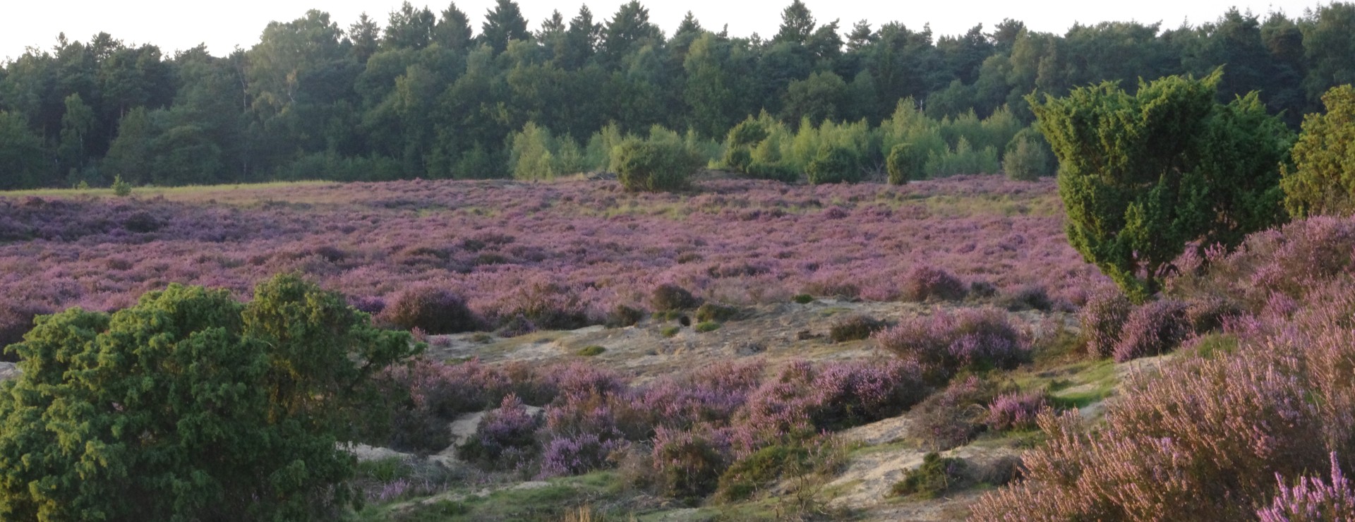 heide.jpg