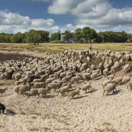 Dwingelderveld-Timmerholt-Schaapskudde.jpg