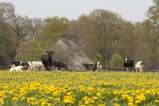 Webdrenthe.jpg
