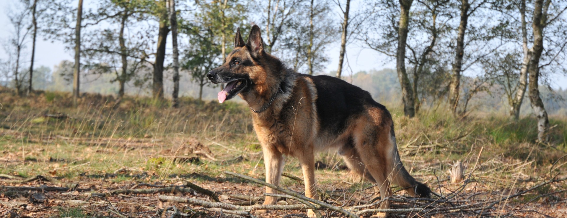 Hond algemeen.jpg