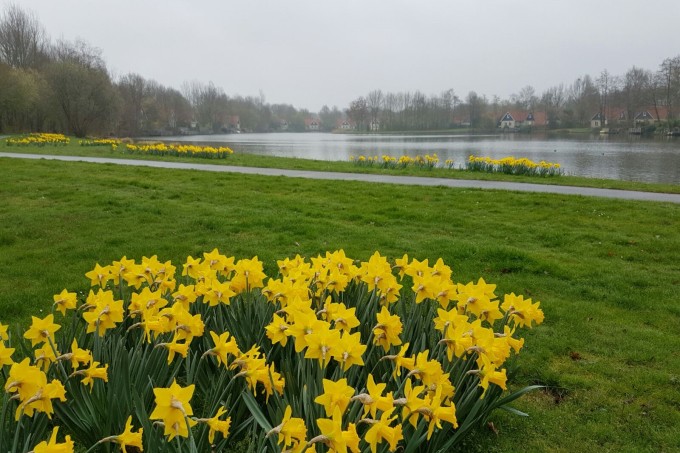 20170329 narcissen.jpg