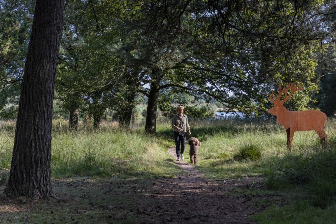 Hond dwingelderveld