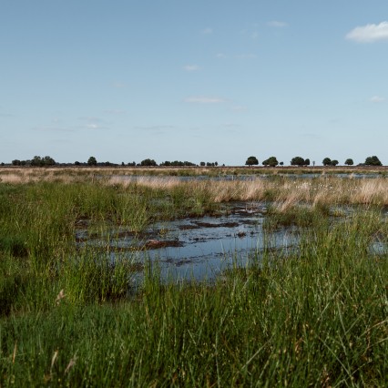Fochteloerveen-Timmerholt-Natuur.jpg